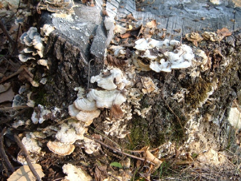 Polipori e altri funghi lignicoli della Valtellina (Sondrio)